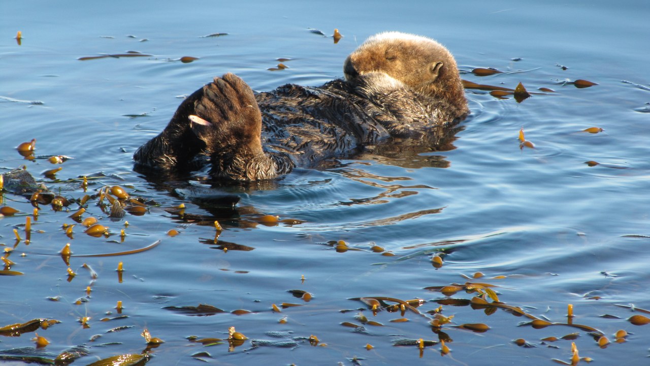 Sea otter — Image Credit: mypubliclands - Public domain/Wiki Commons