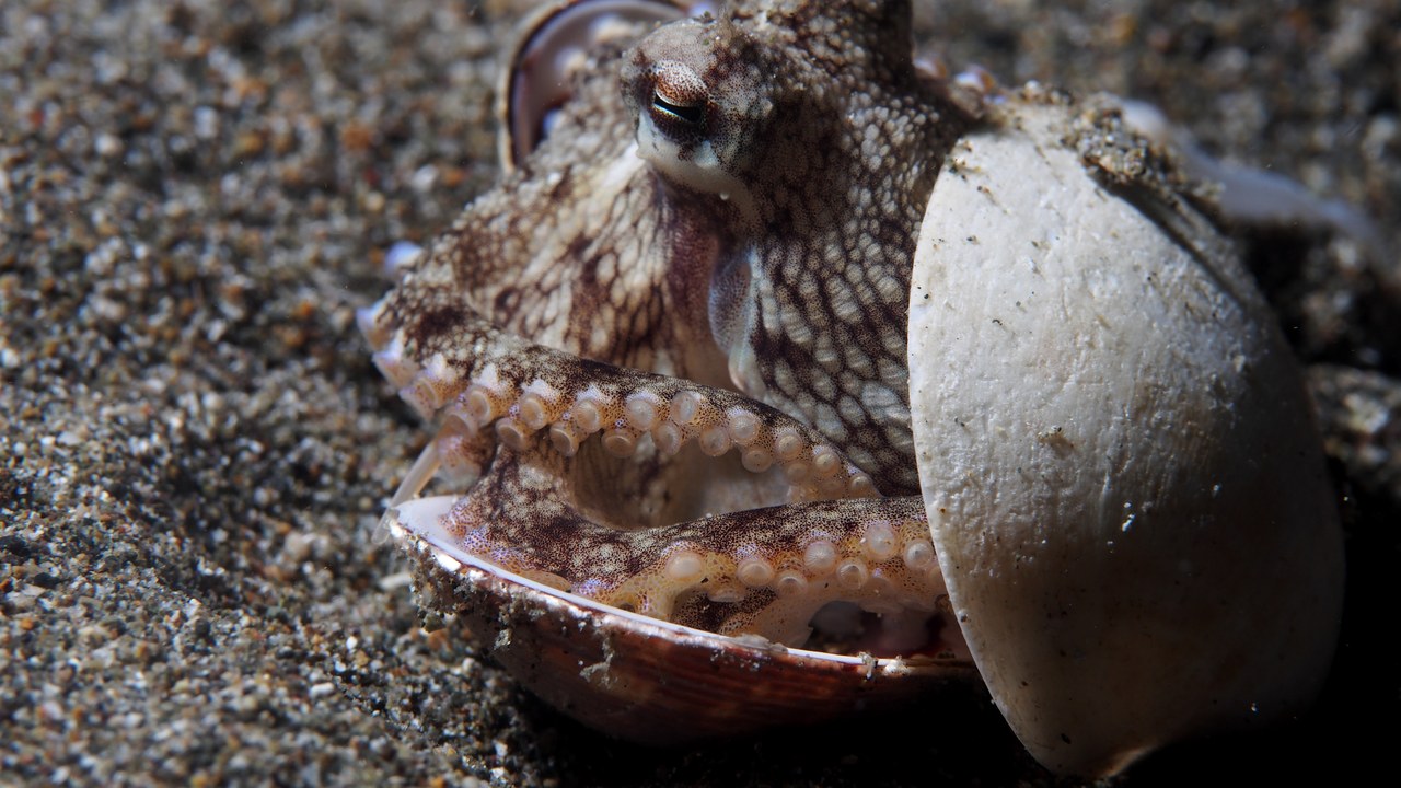 Veined octopus — Image Credit: Rickard Zerpe - CC BY-SA 2.0/Wiki Commons
