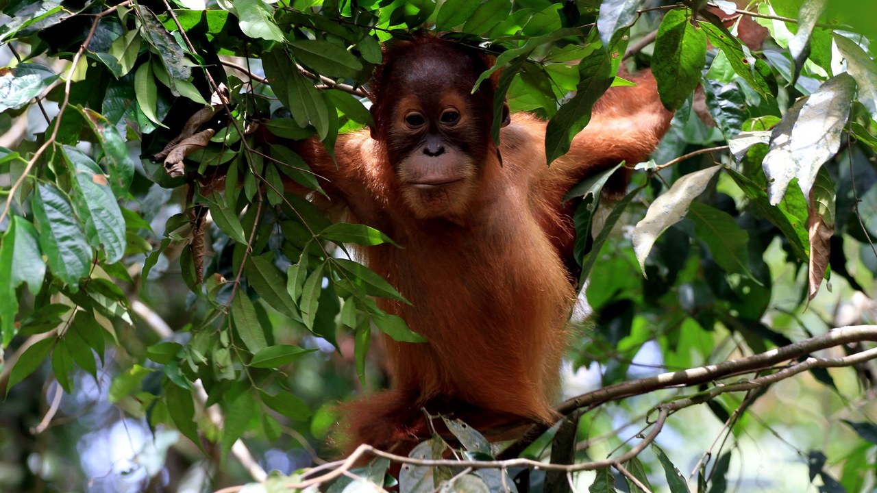 Sumatran orangutan — Image Credit: Arifinal0109 - CC BY-SA 4.0/Wiki Commons