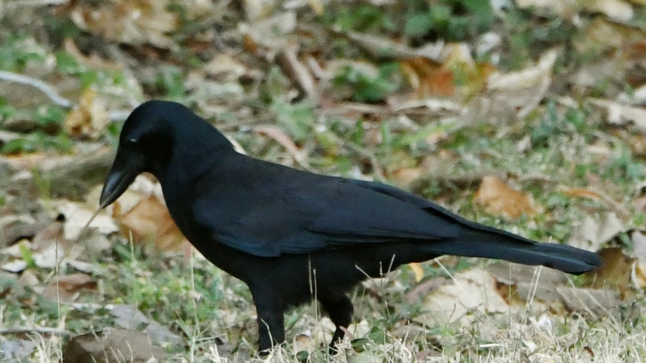 New Caledonian crow — Image Credit: benkeen - CC0/Wiki Commons