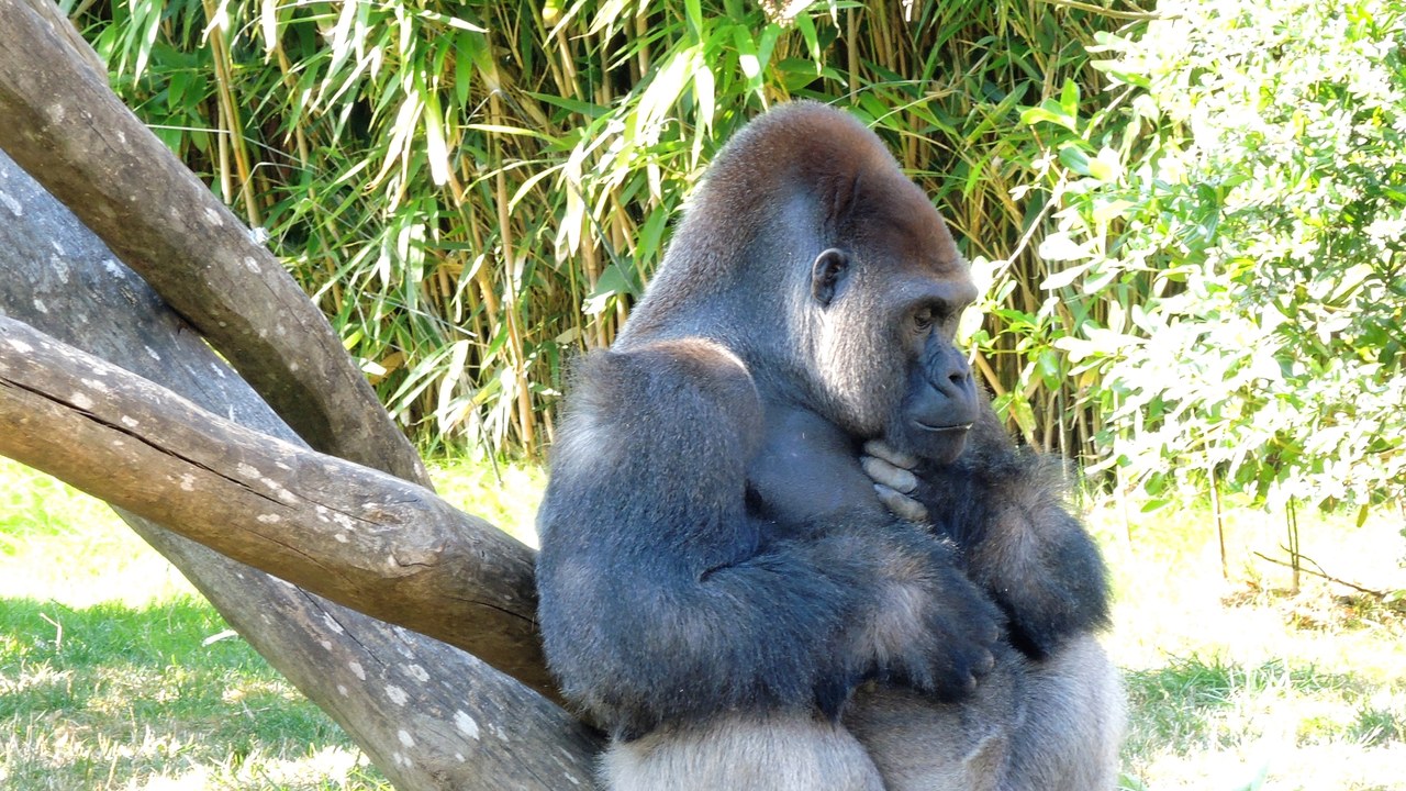 Western lowland gorilla — Image Credit: Espirat - CC BY-SA 4.0/Wiki Commons