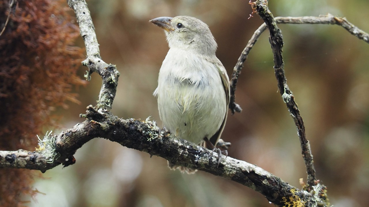 Woodpecker finch — Image Credit: John G. Phillips - CC BY 4.0/Wiki Commons