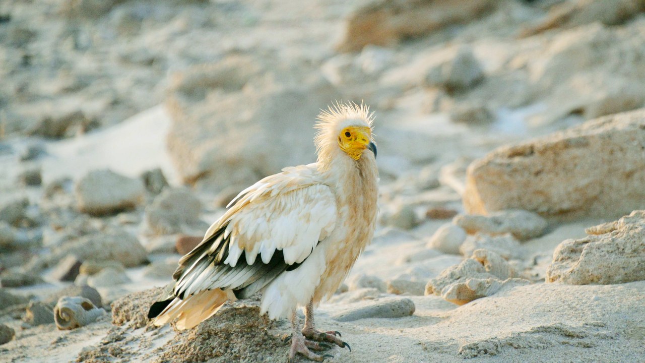 Egyptian vulture — Image Credit: Rod Waddington from Kergunyah, Australia - CC BY-SA 2.0/Wiki Commons