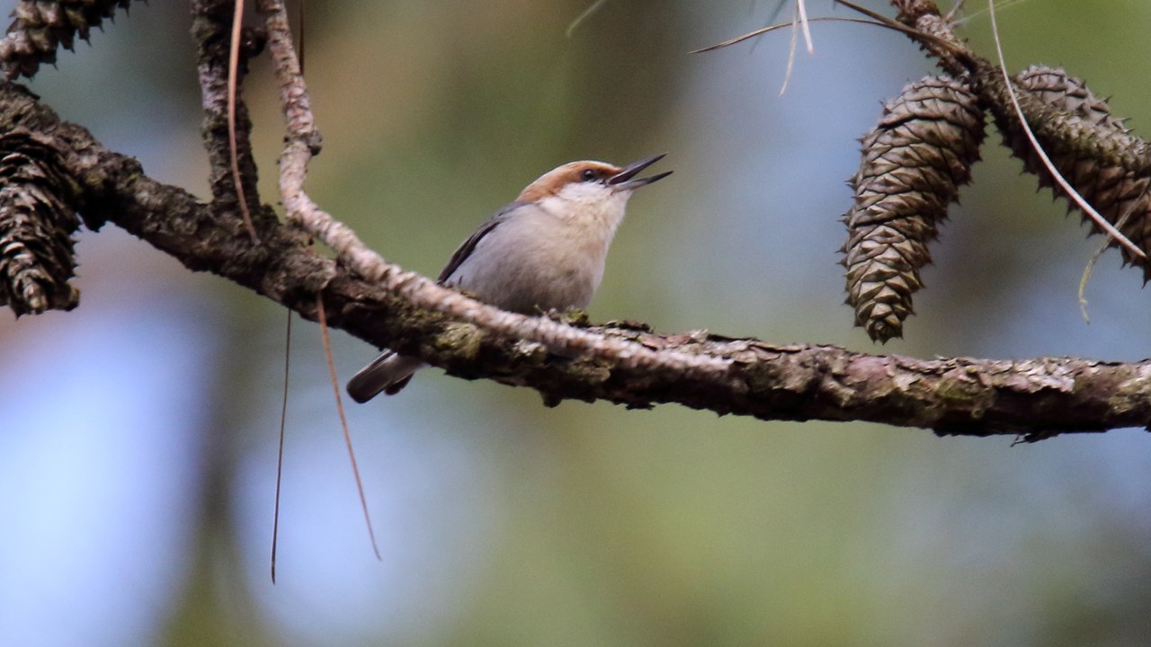 Brown-headed nuthatch — Image Credit: Dominic Sherony - CC BY-SA 2.0/Wiki Commons