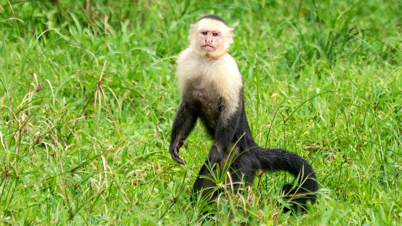 White-faced capuchin — Image Credit: Rhododendrites - CC BY-SA 4.0/Wiki Commons