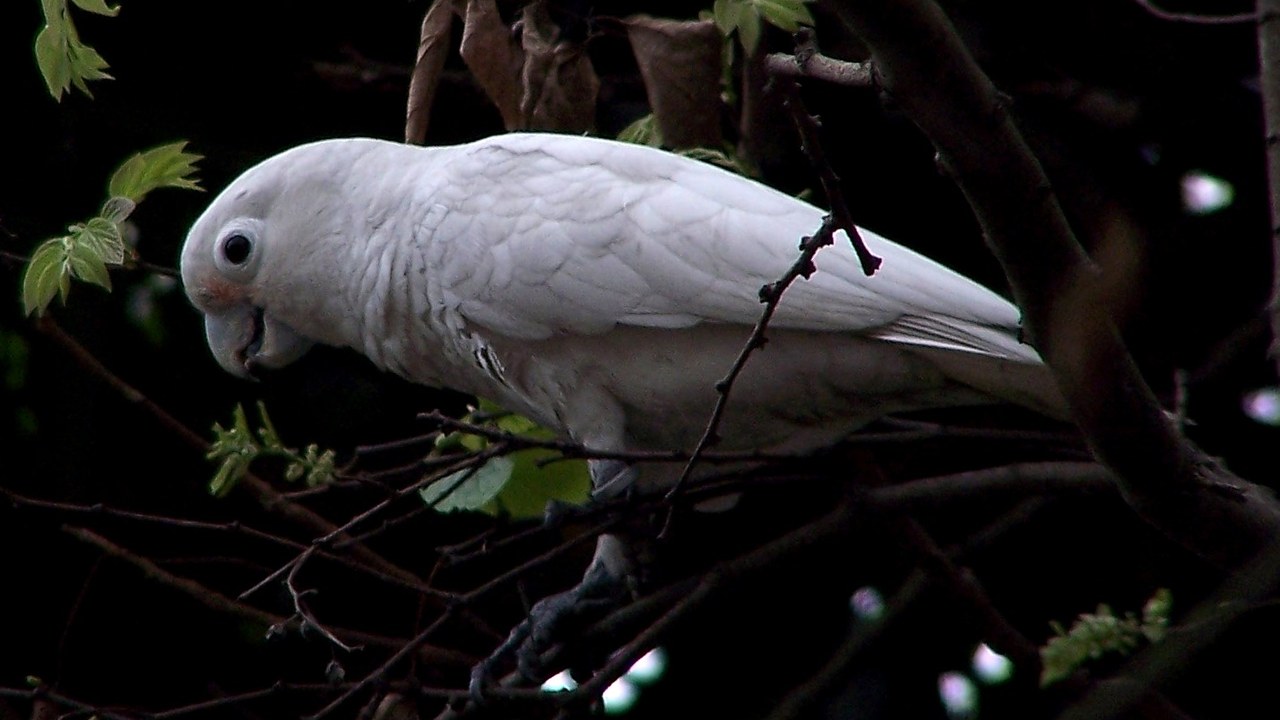 Goffin's cockatoo — Image Credit: Charles Lam - CC BY-SA 2.0/Wiki Commons