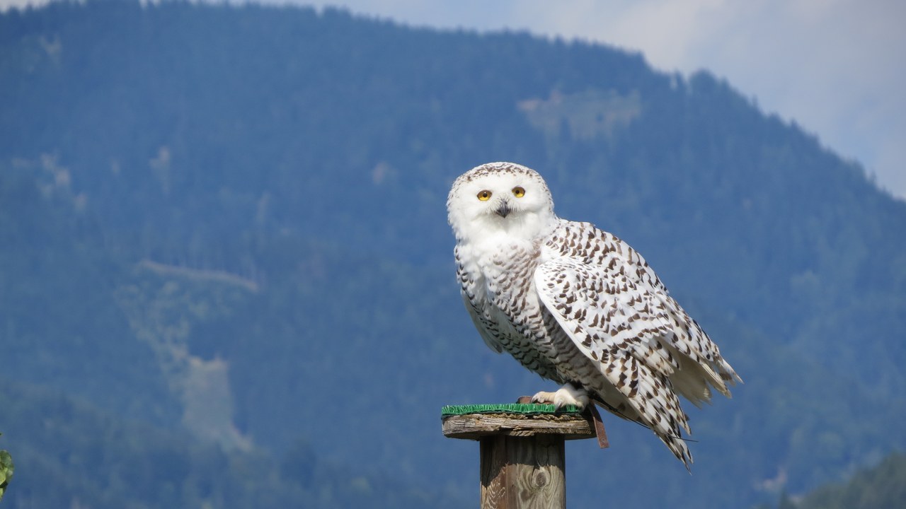 Snowy owl — Image Credit: GT1976 - CC BY-SA 4.0/Wiki Commons