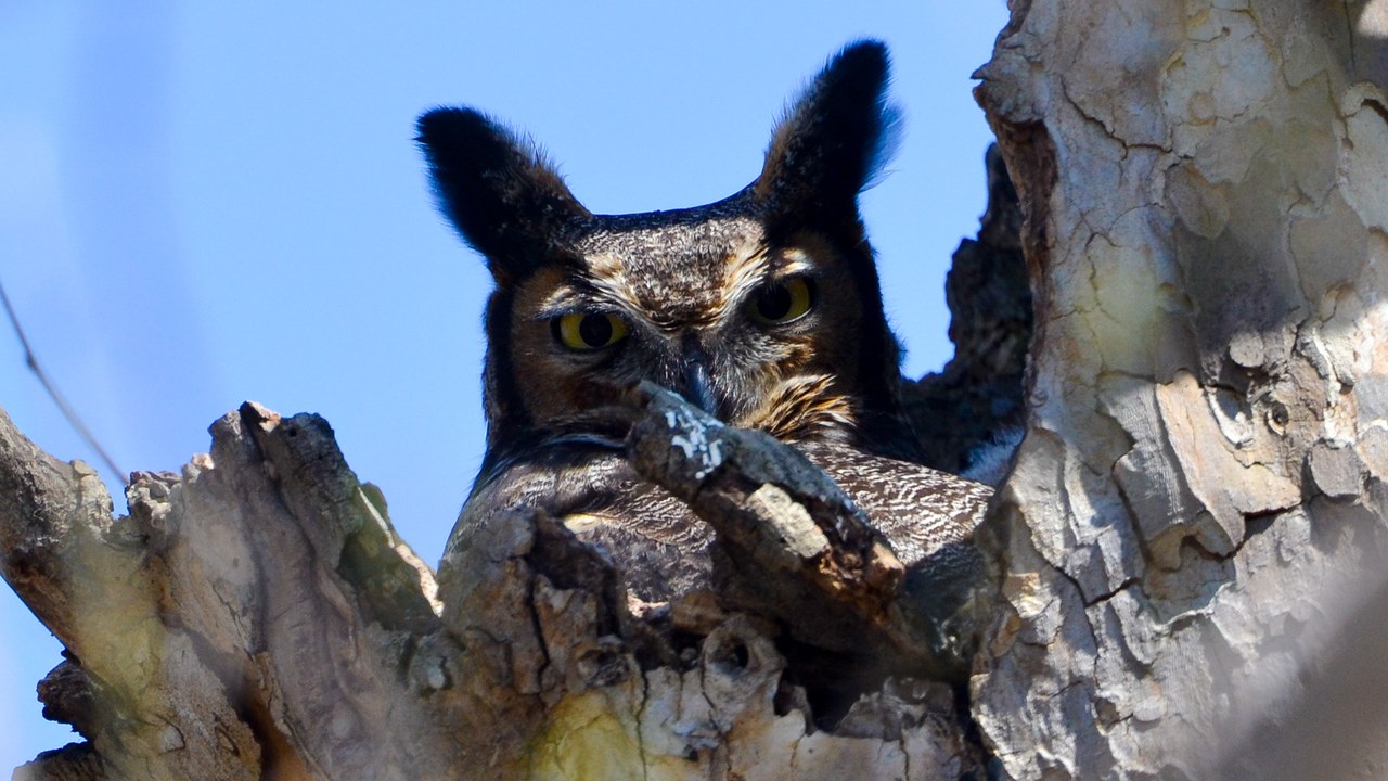 Great horned owl — Image Credit: Andrew C - CC BY 2.0/Wiki Commons
