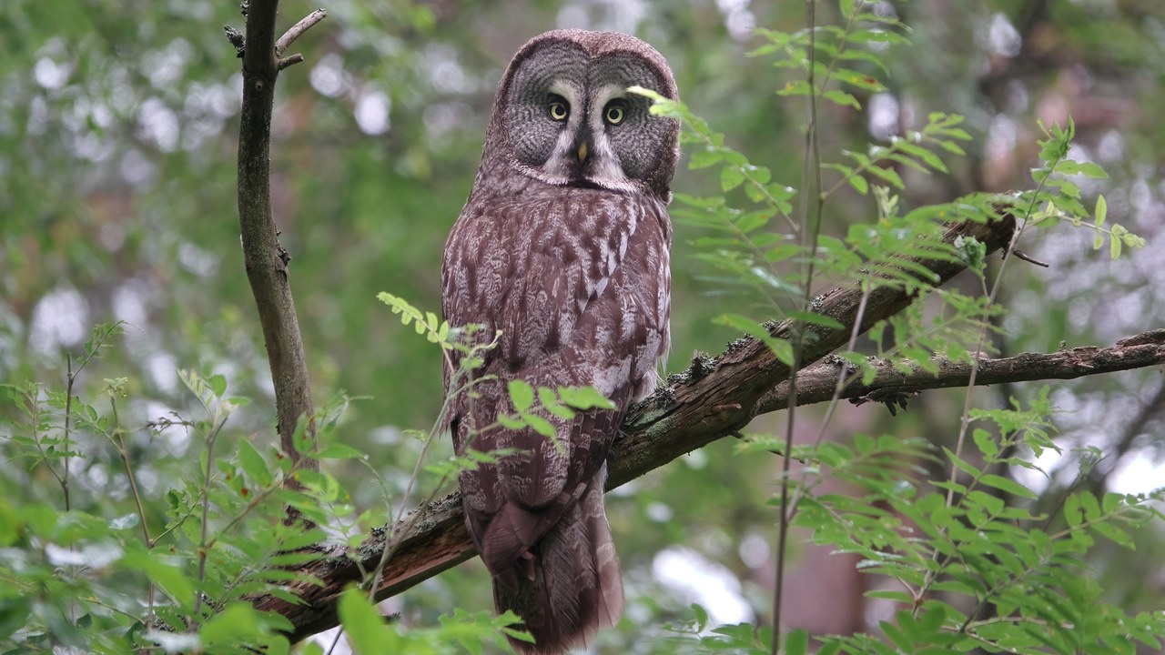 Great gray owl — Image Credit: Andrey Gulivanov - CC BY 2.0/Wiki Commons