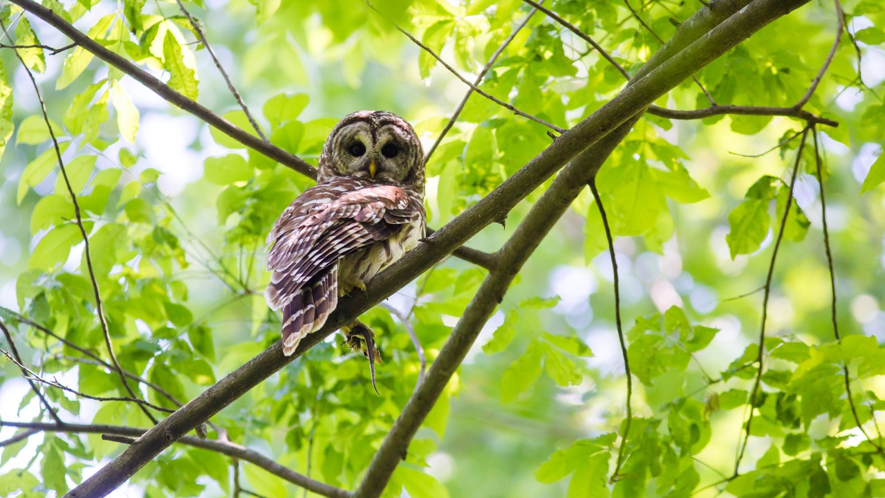 Barred owl — Image Credit: Melissa McMasters from Memphis, TN, United States - CC BY 2.0/Wiki Commons