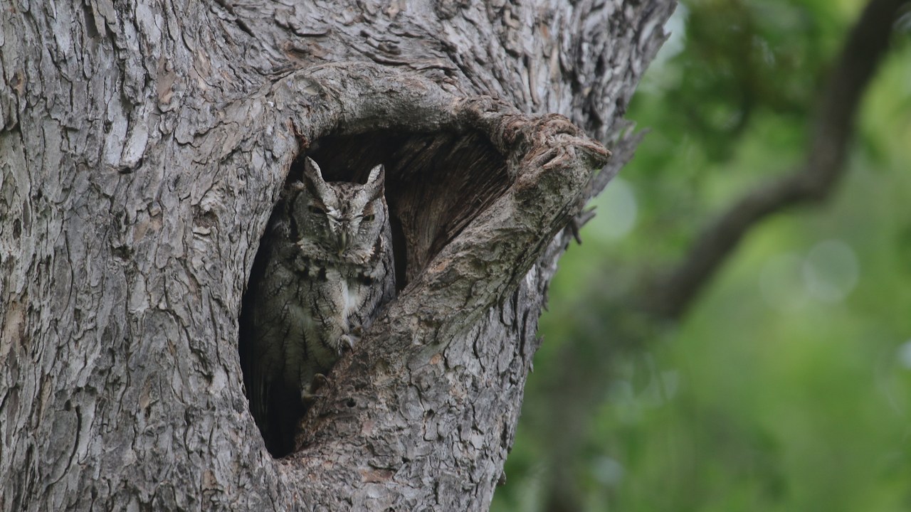 Eastern screech-owl — Image Credit: Gregory 