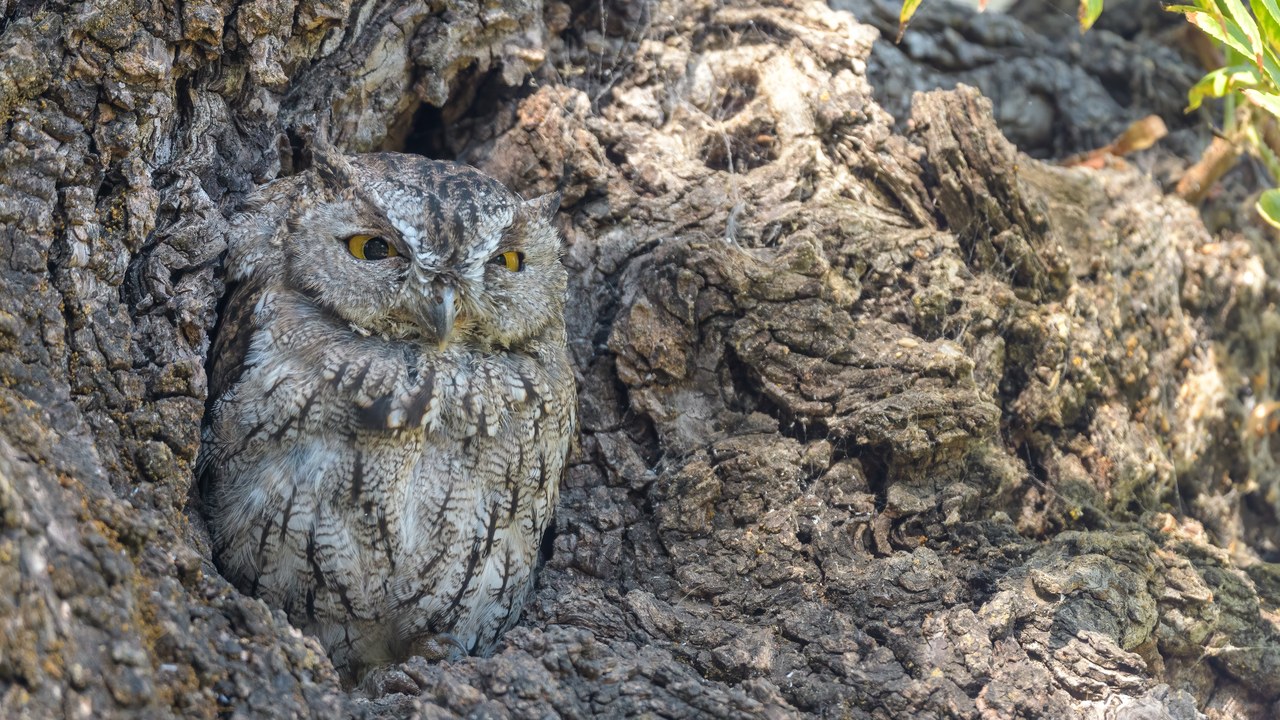 Western screech-owl — Image Credit: Becky Matsubara from Contra Costa County, California - CC BY 2.0/Wiki Commons