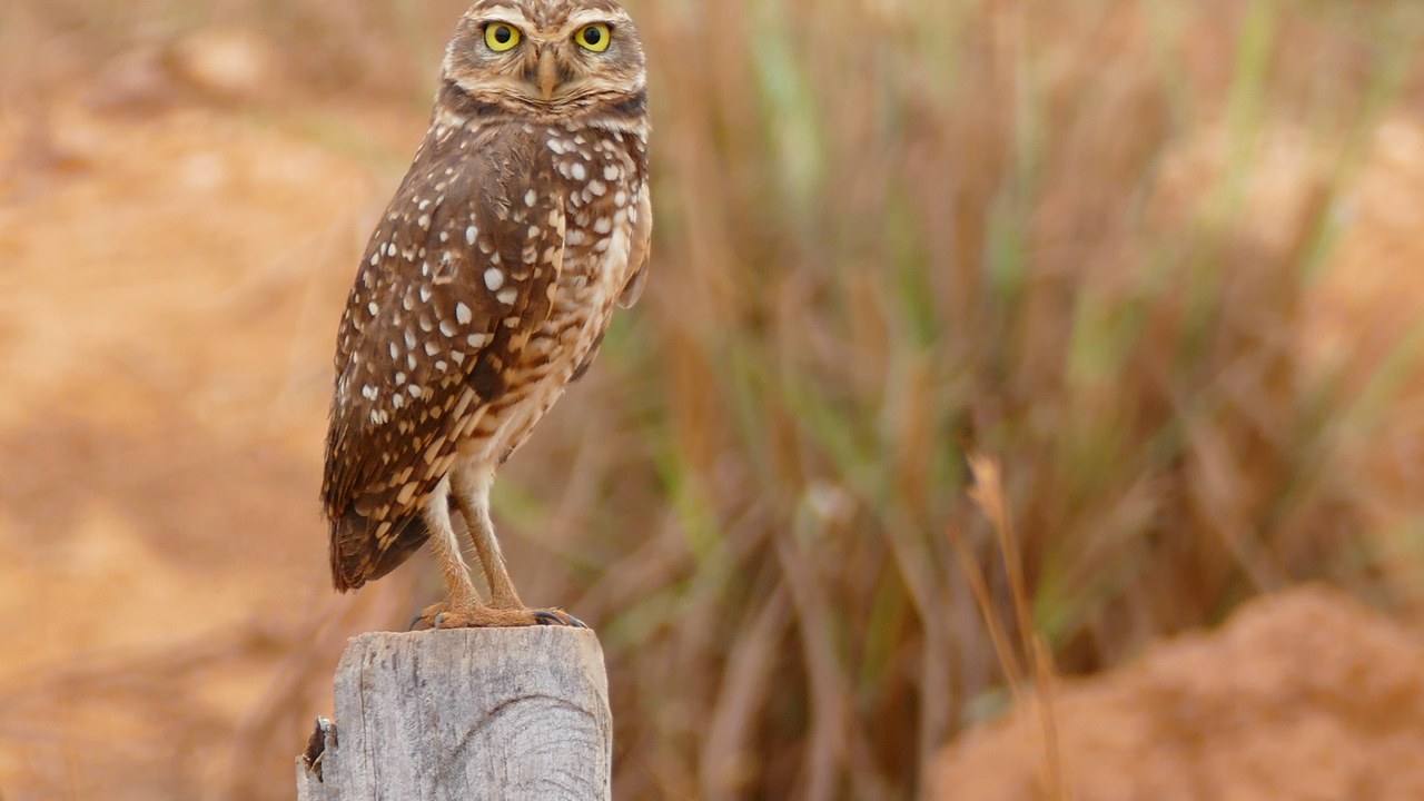 Burrowing owl — Image Credit: Bernard DUPONT from FRANCE - CC BY-SA 2.0/Wiki Commons