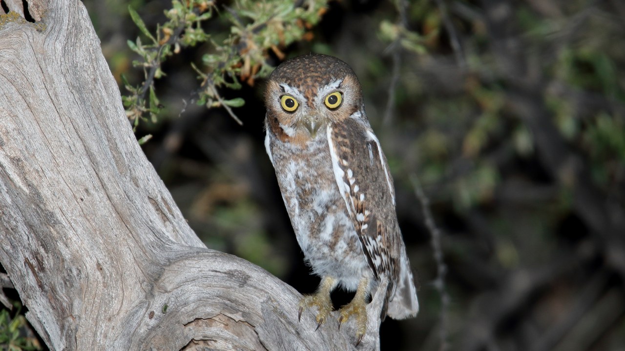 Elf owl — Image Credit: Dominic Sherony - CC BY-SA 2.0/Wiki Commons