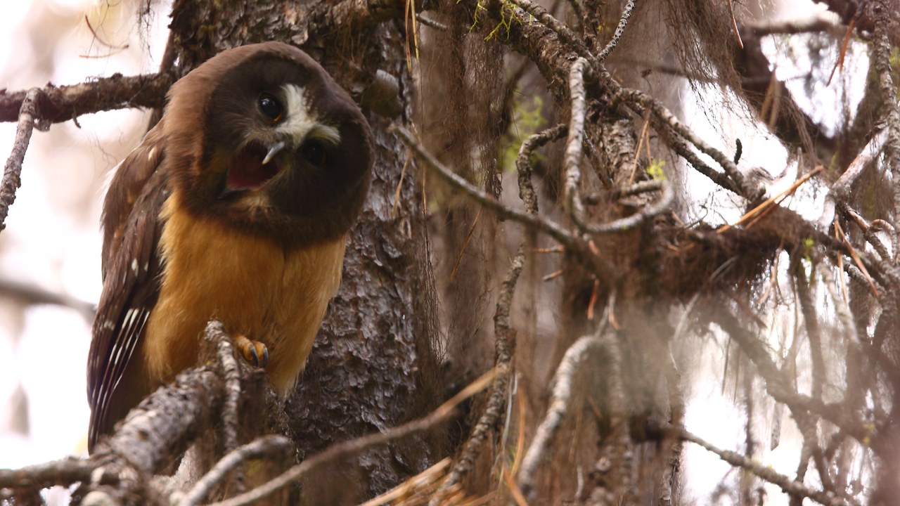 Northern saw-whet owl — Image Credit: Kameron Perensovich - CC BY-SA 2.0/Wiki Commons