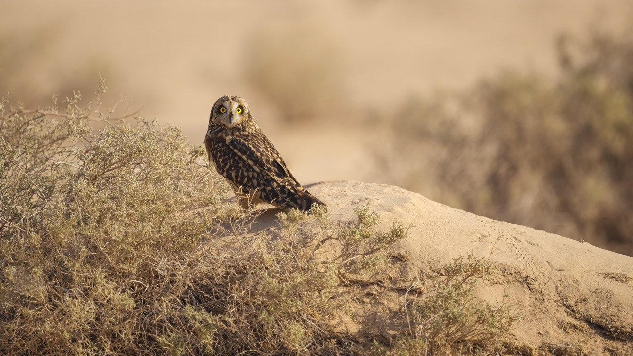Short-eared owl — Image Credit: Manojkiri photography - CC BY-SA 4.0/Wiki Commons