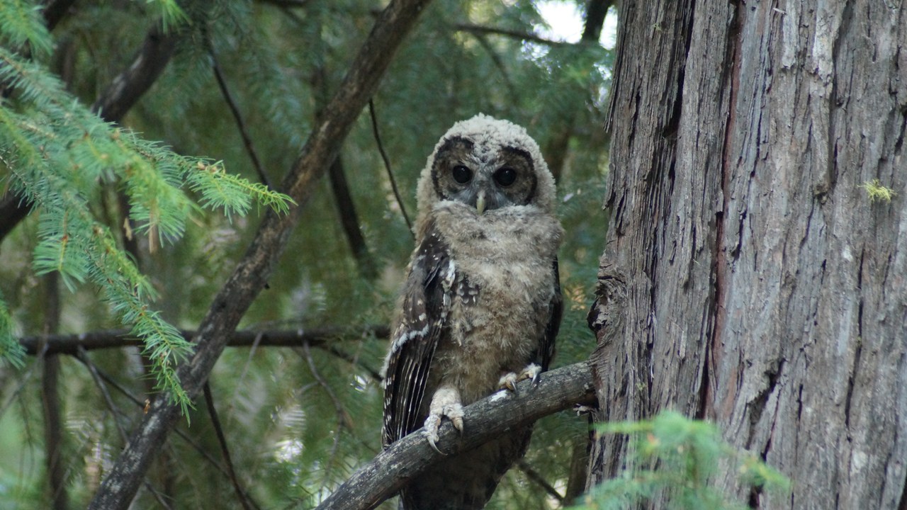 Spotted owl — Image Credit: USFWS Pacific Southwest Region - Public domain/Wiki Commons