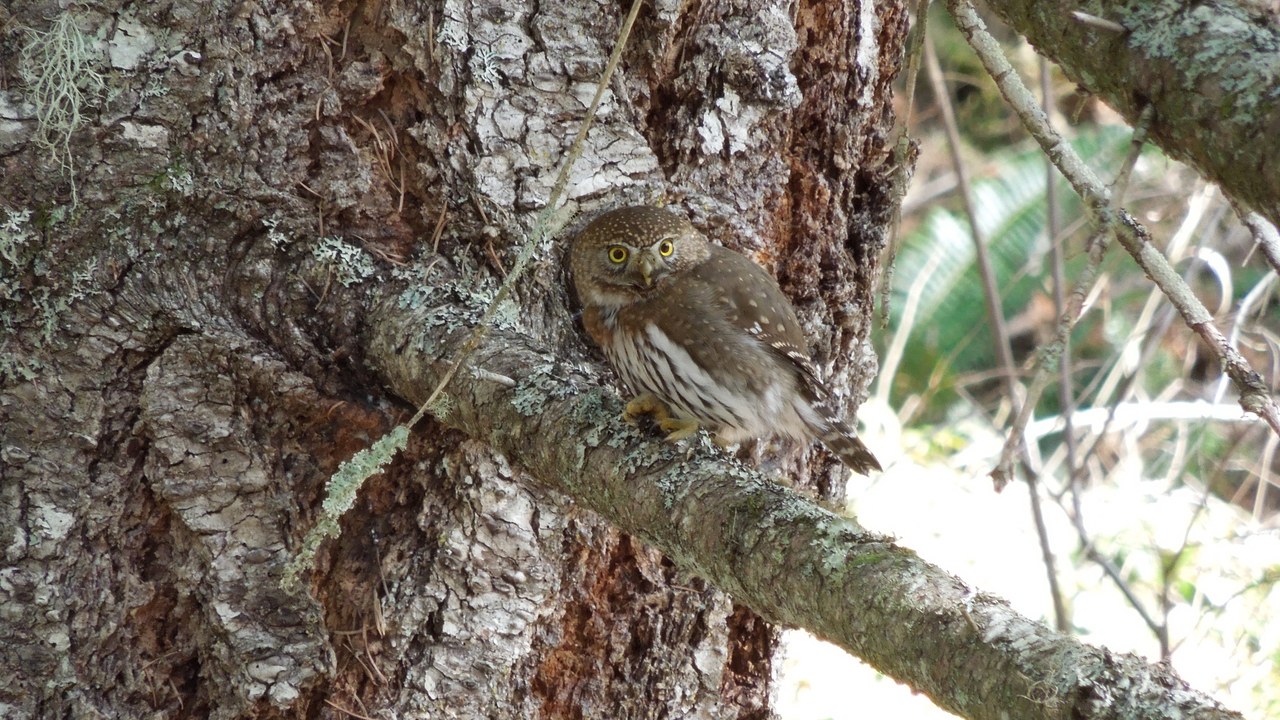 Northern pygmy-owl — Image Credit: Olympic National Park - Public domain/Wiki Commons
