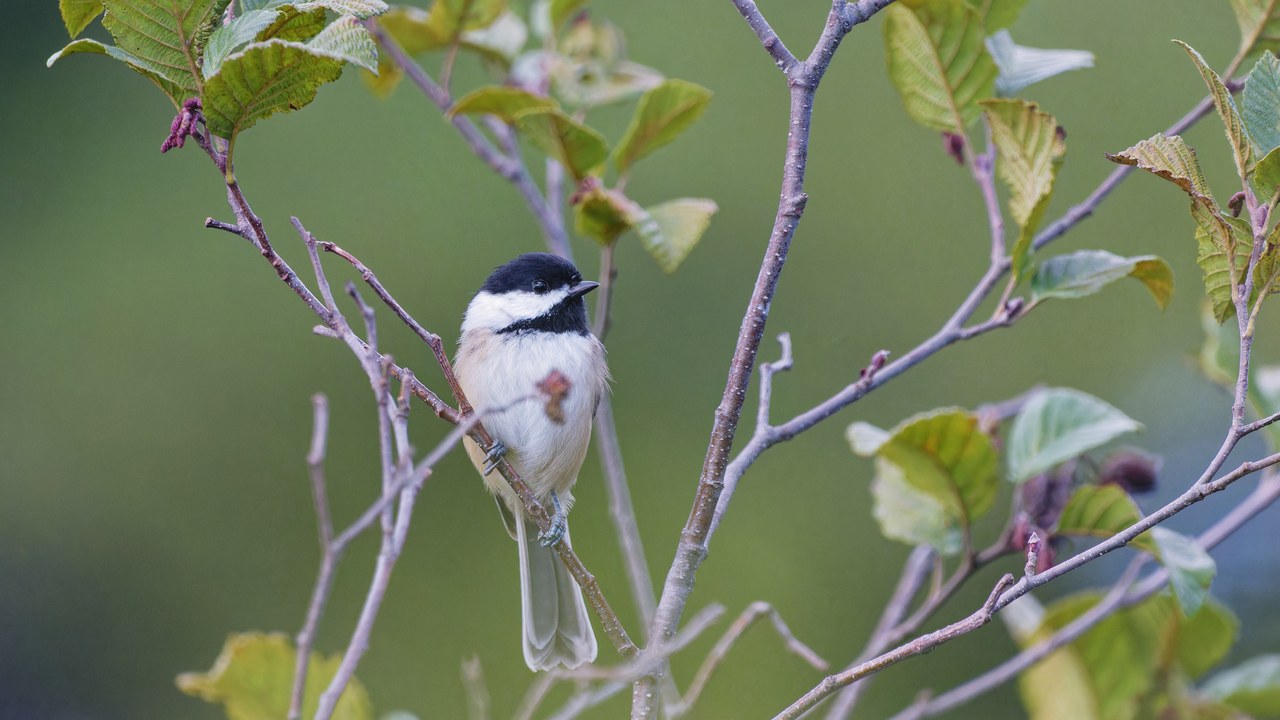 Black-capped chickadee — Image Credit: Paul Danese - CC BY-SA 4.0/Wiki Commons