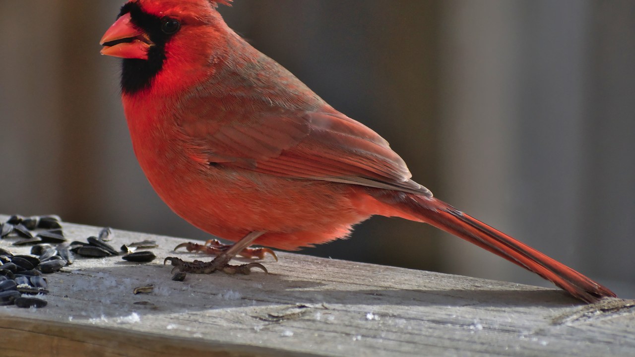 Northern cardinal — Image Credit: The Cosmonaut - CC BY-SA 2.5 ca/Wiki Commons