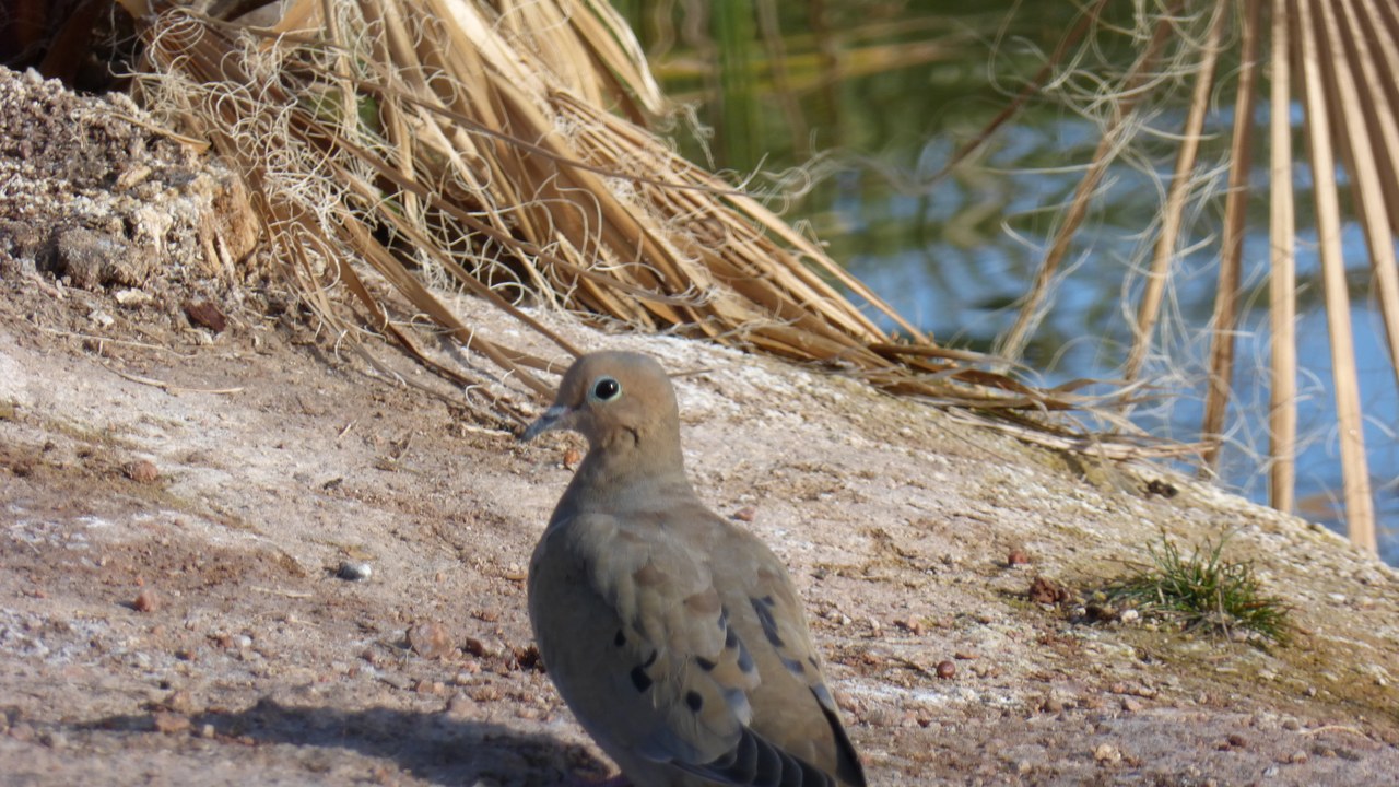 Mourning dove — Image Credit: Chris English - CC BY-SA 3.0/Wiki Commons