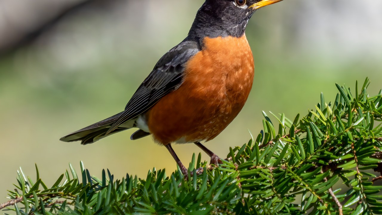 American robin — Image Credit: Rhododendrites - CC BY-SA 4.0/Wiki Commons