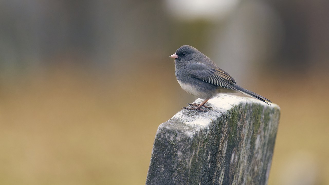 Dark-eyed junco — Image Credit: Paul Danese - CC BY-SA 4.0/Wiki Commons