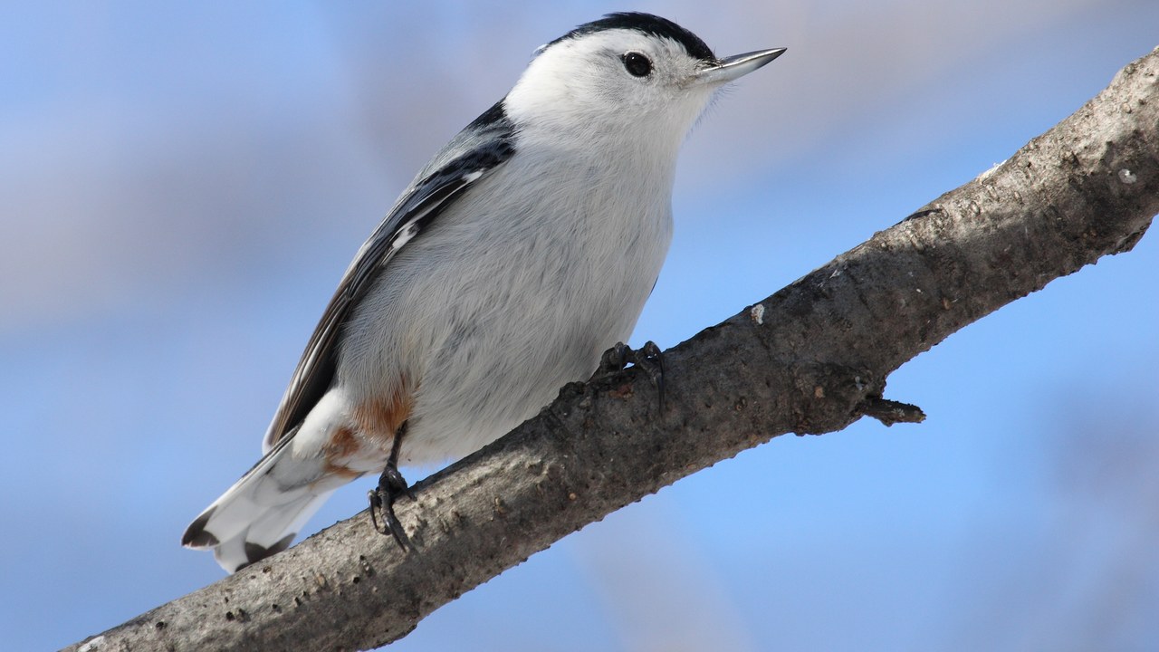 White-breasted nuthatch — Image Credit: Cephas - CC BY-SA 3.0/Wiki Commons