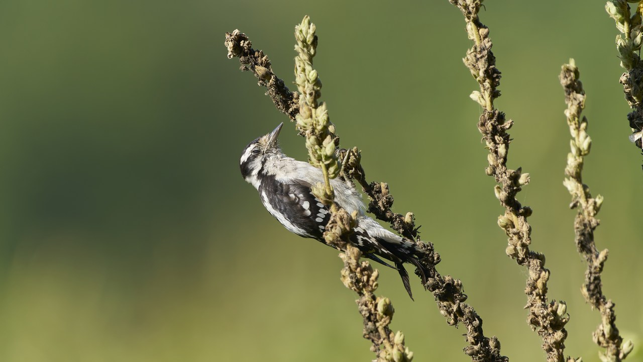 Downy woodpecker — Image Credit: Paul Danese - CC BY-SA 4.0/Wiki Commons