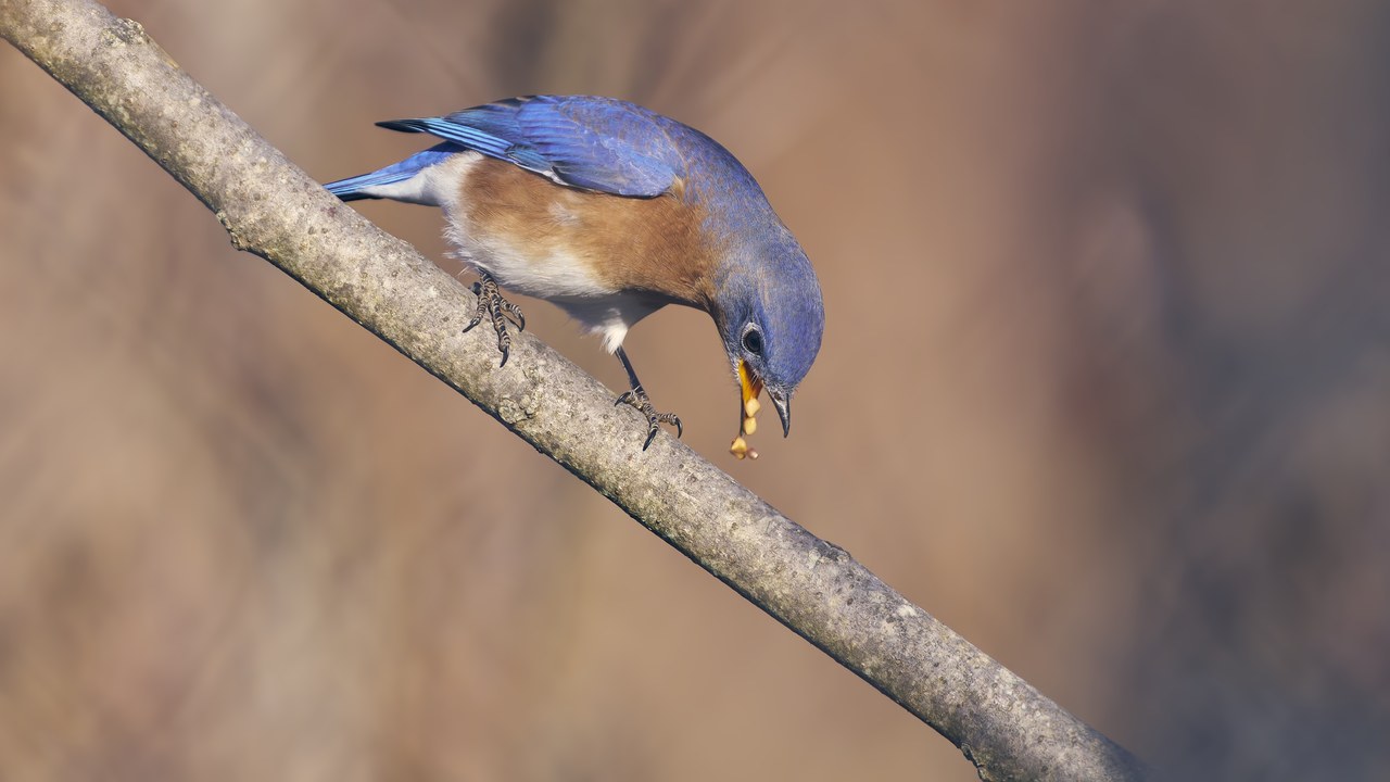 Eastern bluebird — Image Credit: Paul Danese - CC BY-SA 4.0/Wiki Commons