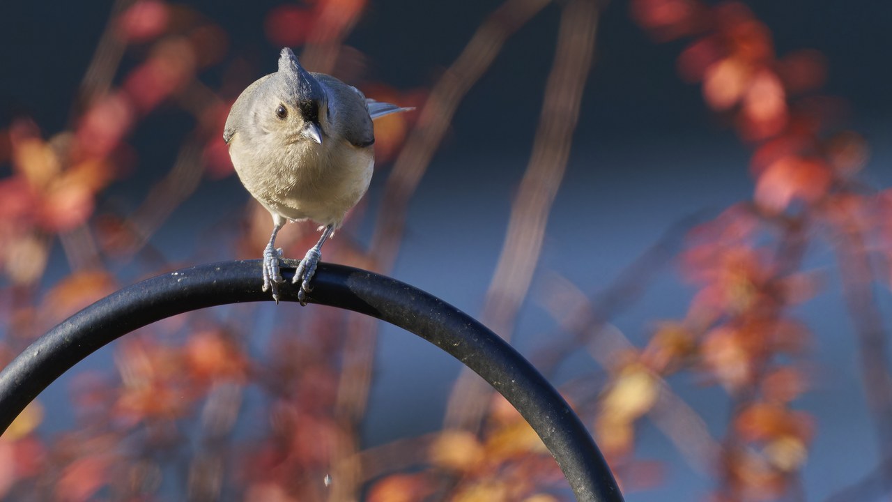 Tufted titmouse — Image Credit: Paul Danese - CC BY-SA 4.0/Wiki Commons