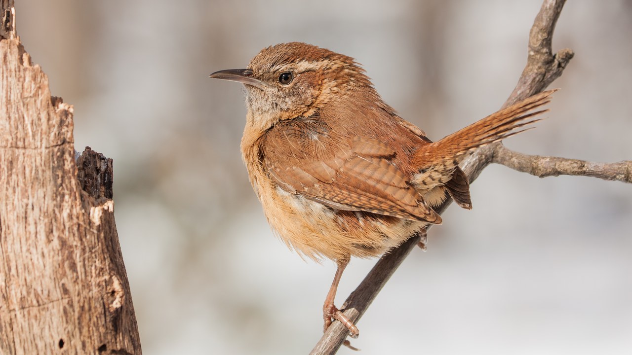 Carolina wren — Image Credit: USFWS Headquarters - Public domain/Wiki Commons