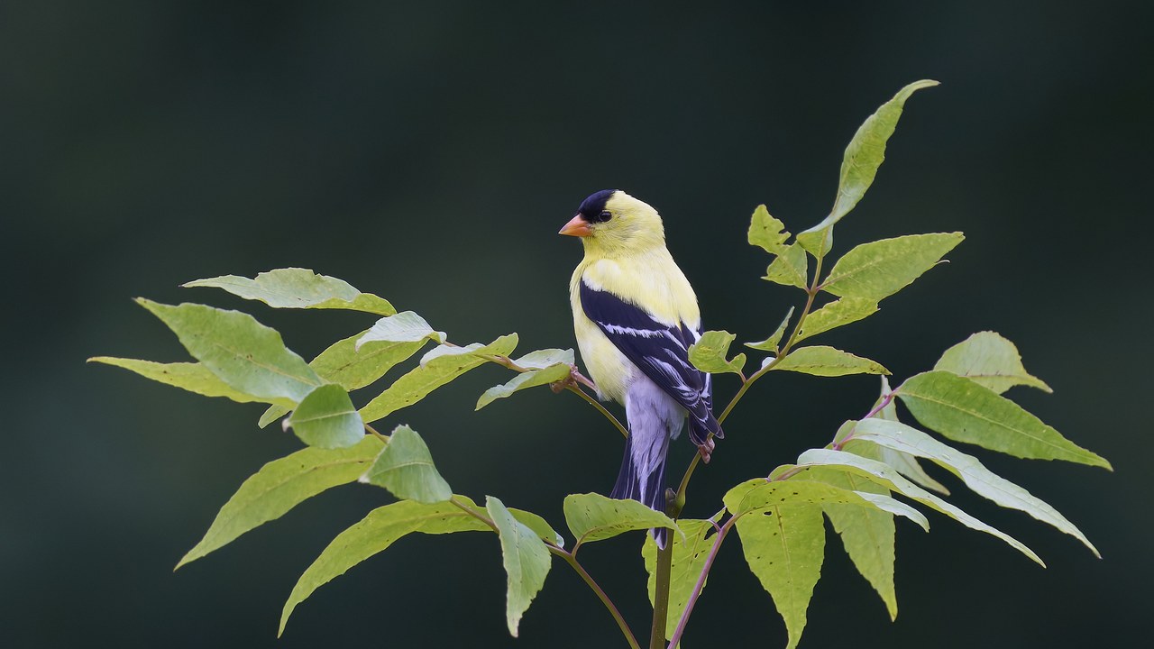 American goldfinch — Image Credit: Paul Danese - CC BY-SA 4.0/Wiki Commons