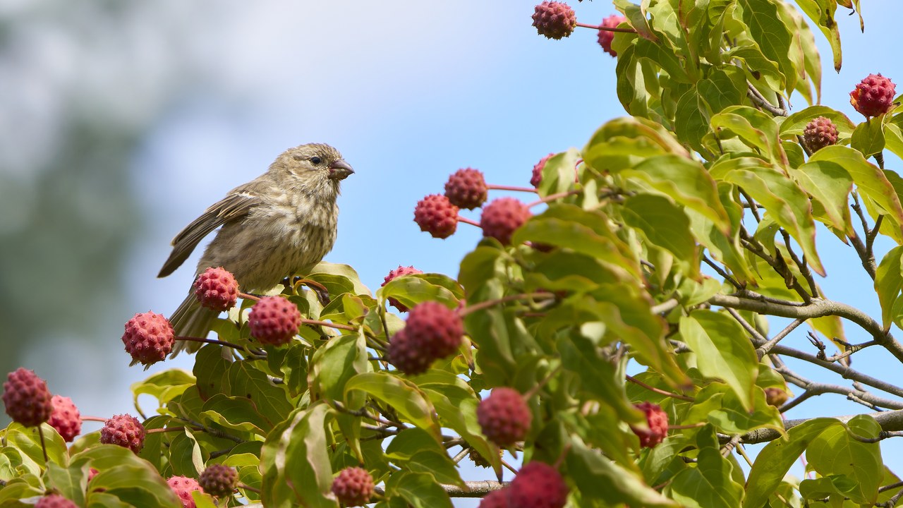 House finch — Image Credit: Paul Danese - CC BY-SA 4.0/Wiki Commons