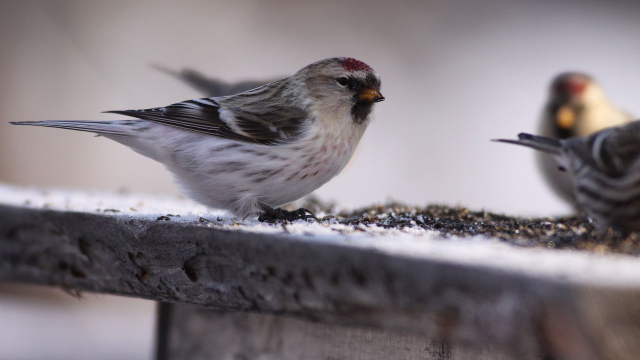 Common redpoll — Image Credit: dfaulder - CC BY 2.0/Wiki Commons