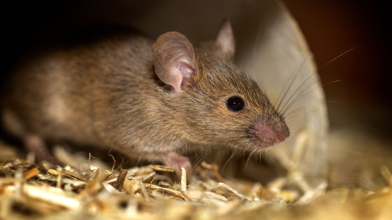 House mouse — Image Credit: David Hablützel/Pexels