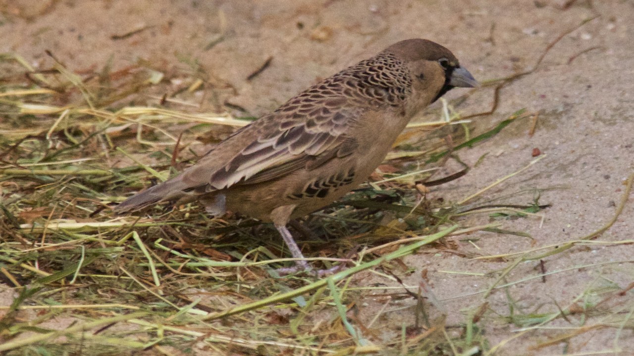 Sociable weaver — Image Credit: Mike Peel ( - CC BY-SA 4.0/Wiki Commons