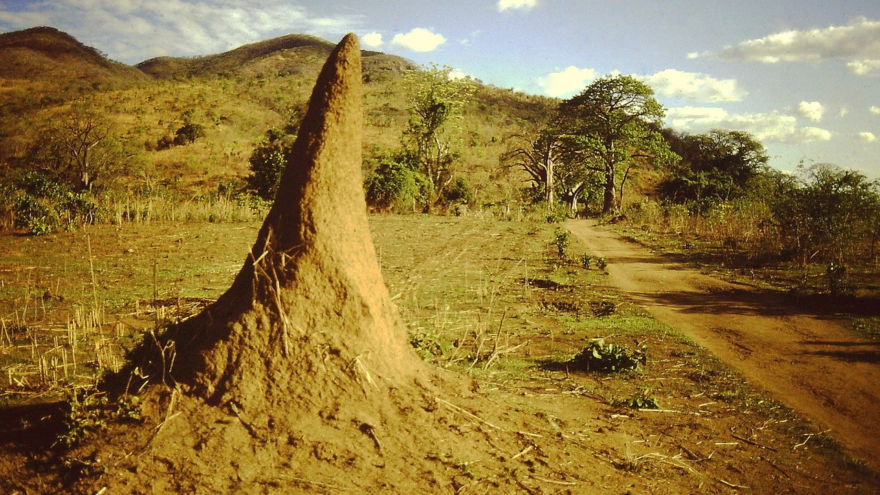 Termite — Image Credit: Lichinga - CC BY-SA 4.0/Wiki Commons