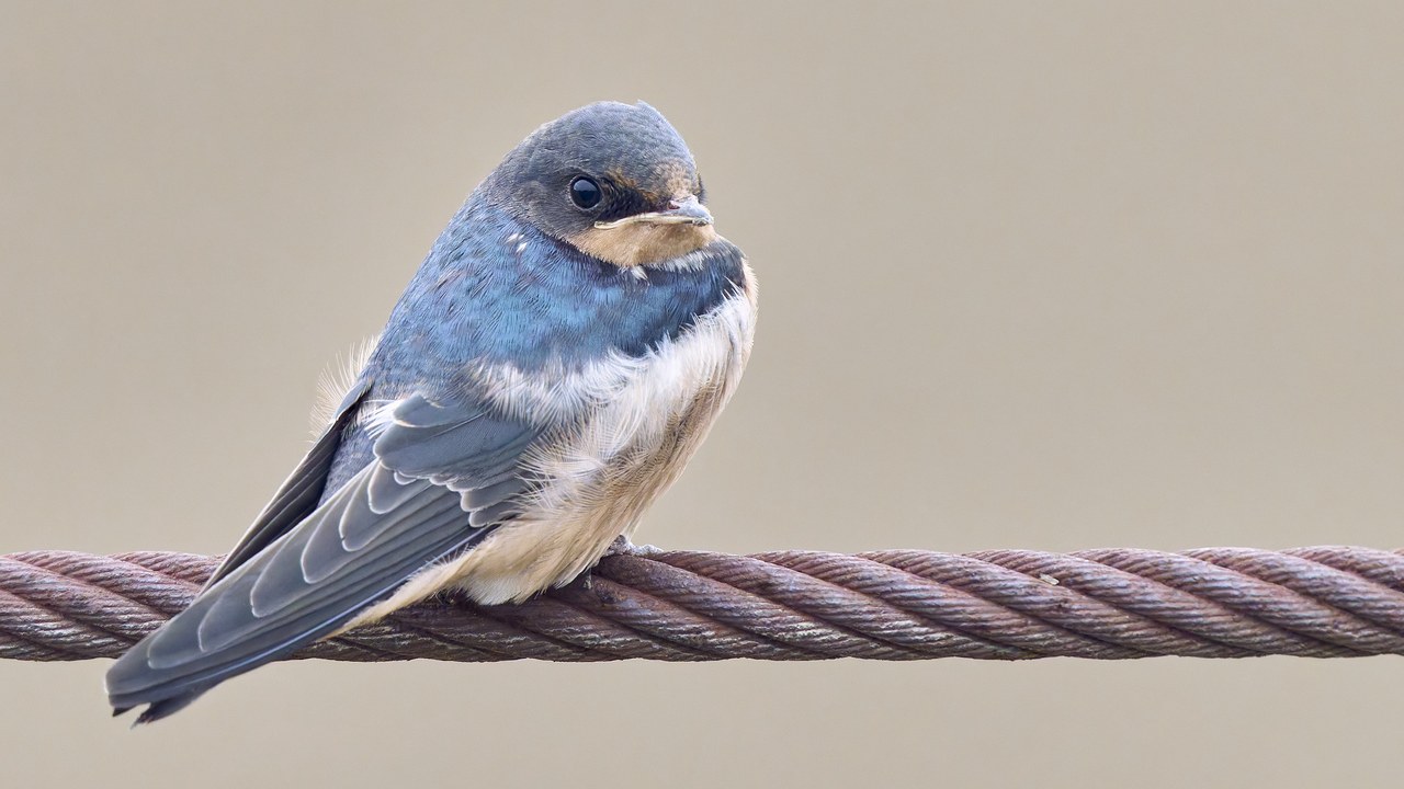Barn swallow — Image Credit: Paul Danese - CC BY-SA 4.0/Wiki Commons