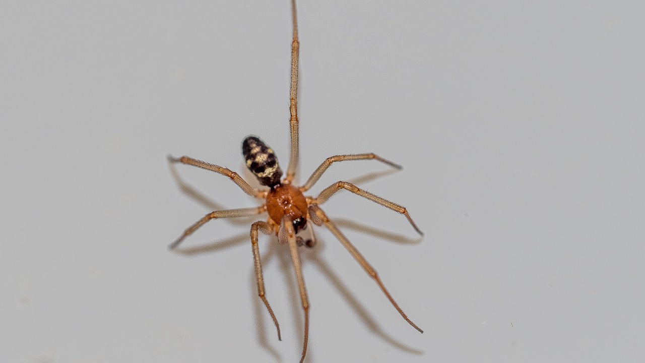 False black widow — Image Credit: Esin Üstün from Istanbul, Turkey - CC BY 2.0/Wiki Commons