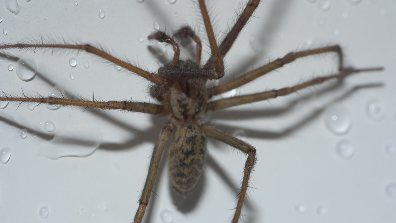 Giant house spider — Image Credit: xpda - CC BY-SA 4.0/Wiki Commons