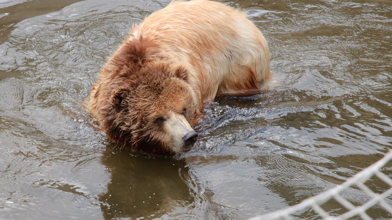 Grizzly bear — Image Credit: MrPanyGoff - CC BY-SA 3.0/Wiki Commons