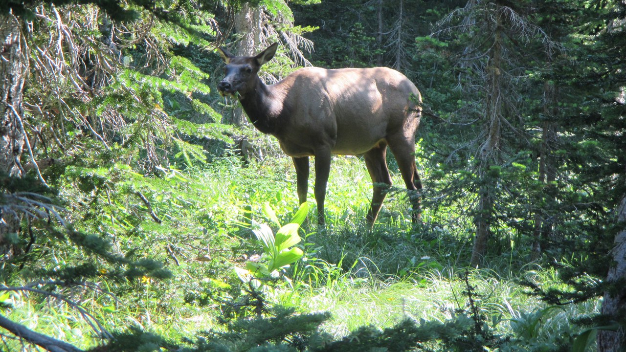 Elk — Image Credit: GlacierNPS - Public domain/Wiki Commons