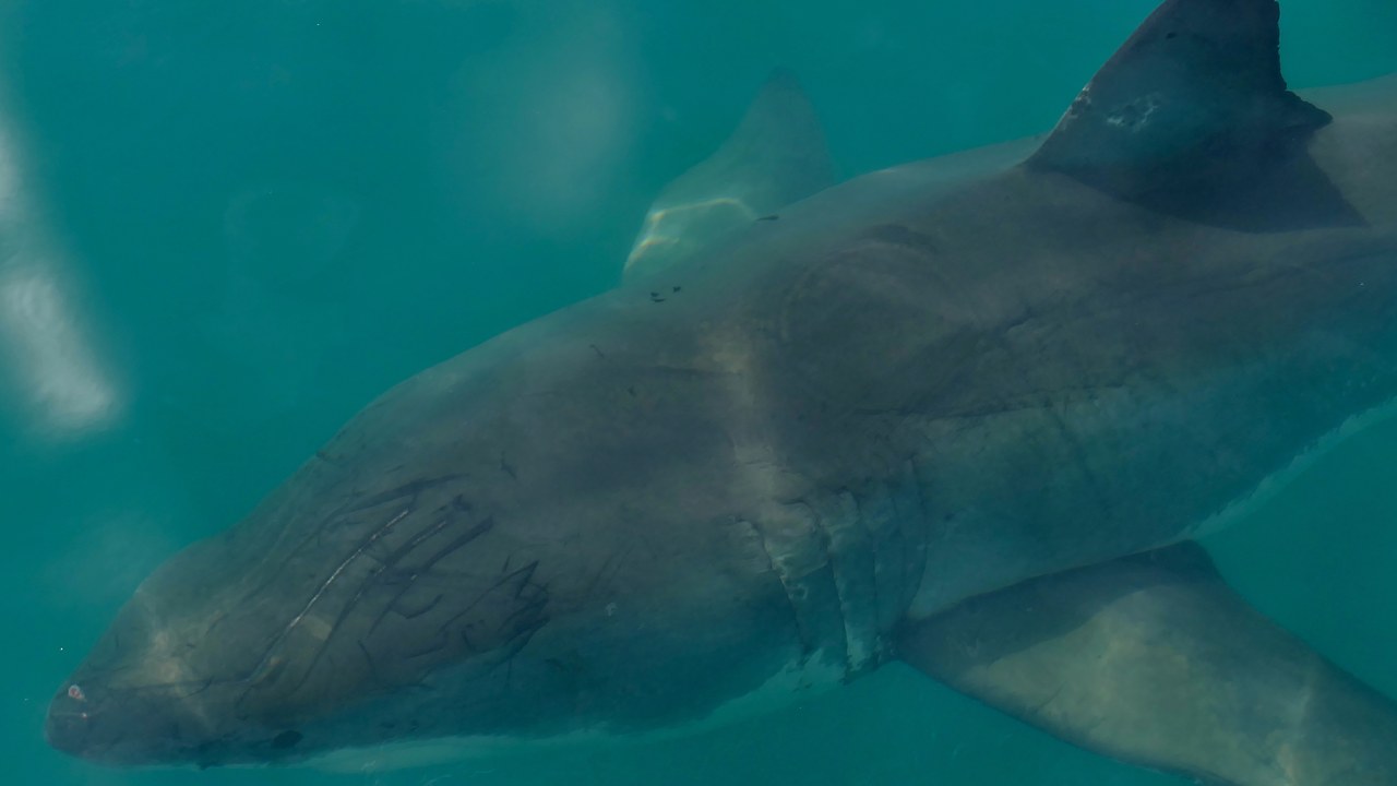Great white shark — Image Credit: Bernard DUPONT from FRANCE - CC BY-SA 2.0/Wiki Commons