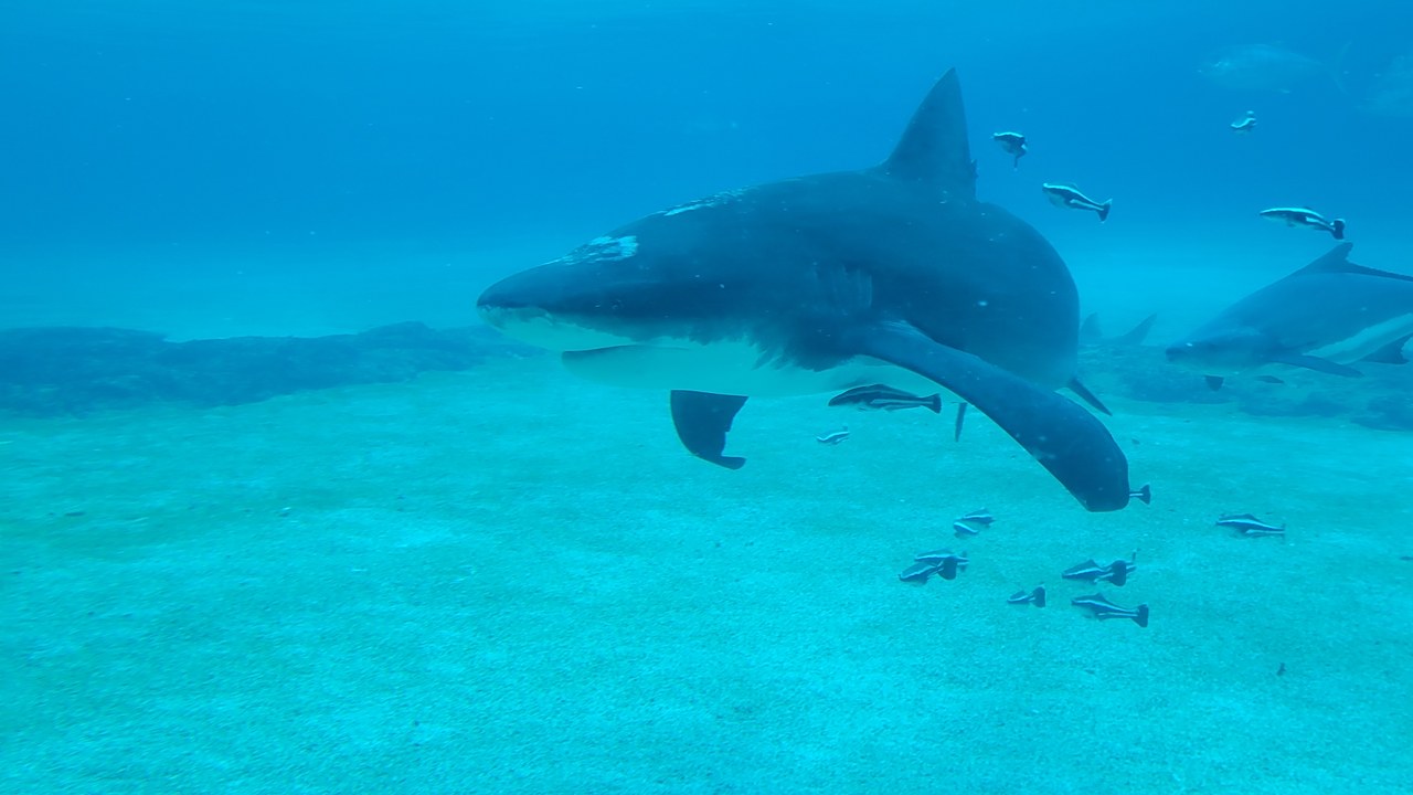 Bull shark — Image Credit: Misaochan2 - CC BY-SA 4.0/Wiki Commons