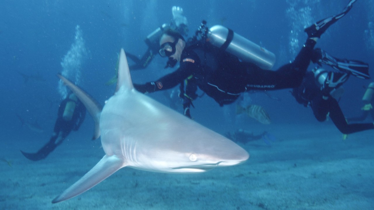 Blacktip shark — Image Credit: Albert Kok at Dutch Wikipedia - Public domain/Wiki Commons
