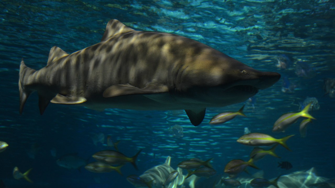 Sand tiger shark — Image Credit: shankar s. from Dubai, united arab emirates - CC BY 2.0/Wiki Commons