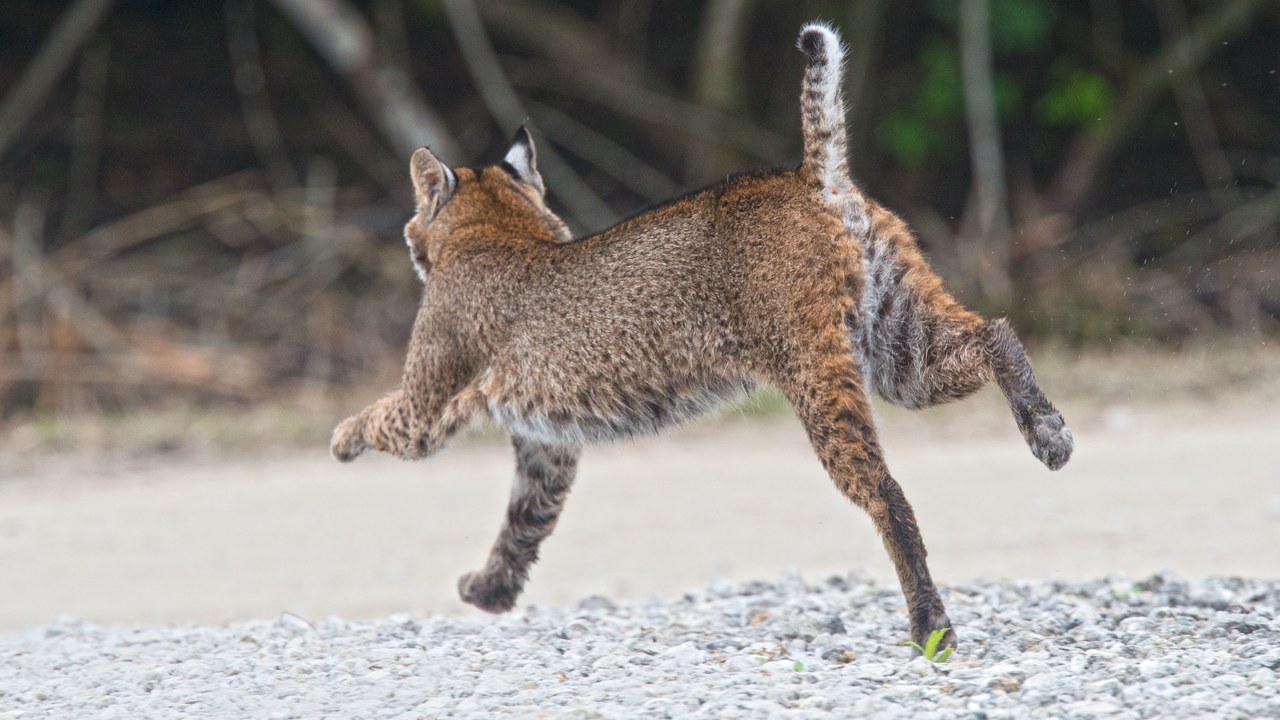 Bobcat — Image Credit: Russ - CC BY 2.0/Wiki Commons