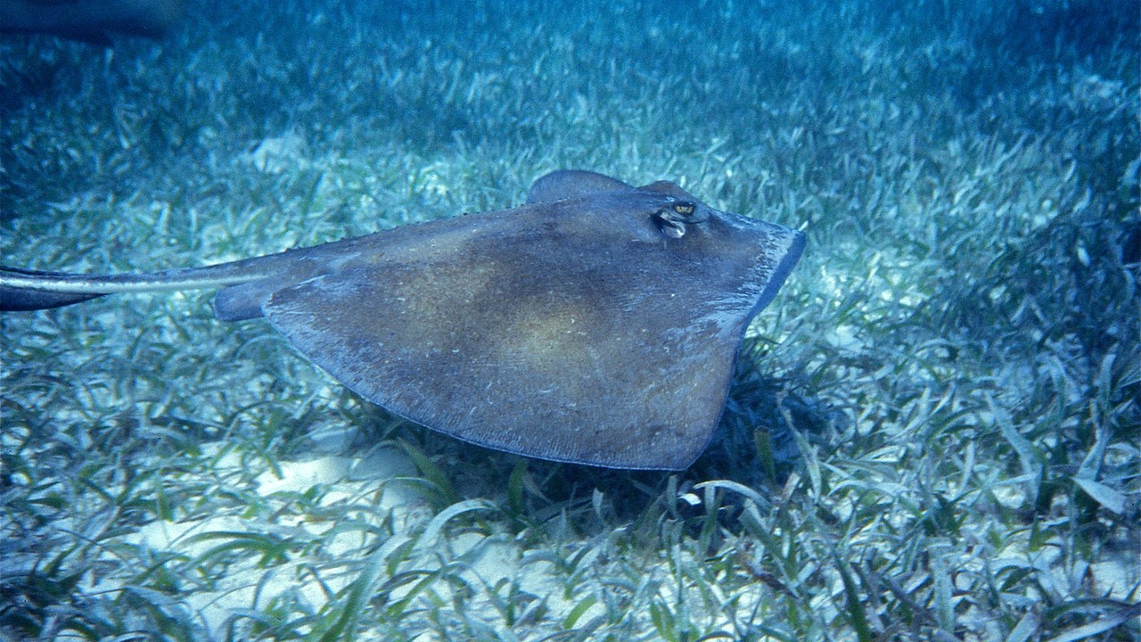Stingray — Image Credit: Bernard DUPONT from FRANCE - CC BY-SA 2.0/Wiki Commons