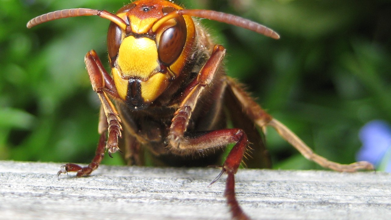 Hornet — Image Credit: Aconcagua - CC BY-SA 3.0/Wiki Commons
